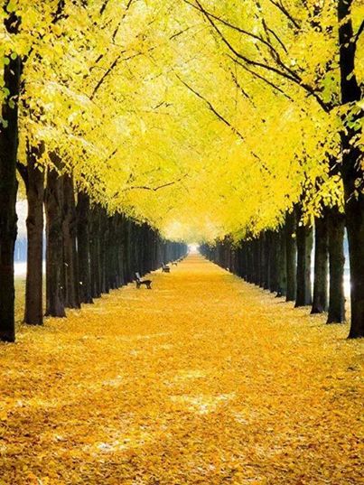 trees with yellow leaves are lined up along the road