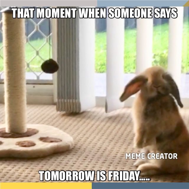 a rabbit sitting on the floor next to a cat scratching post and looking at something