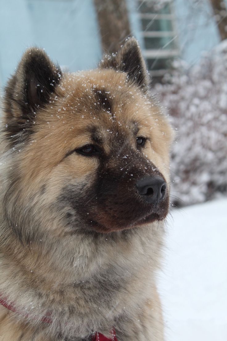 a dog that is sitting in the snow with it's head turned to the side