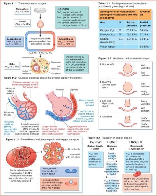 the diagram shows different types of organ systems and their functions in each section of the body