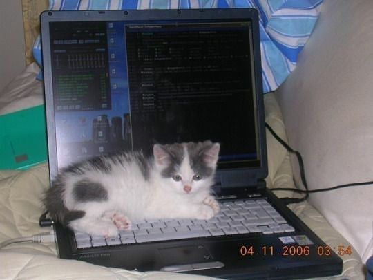 a kitten laying on top of a laptop computer