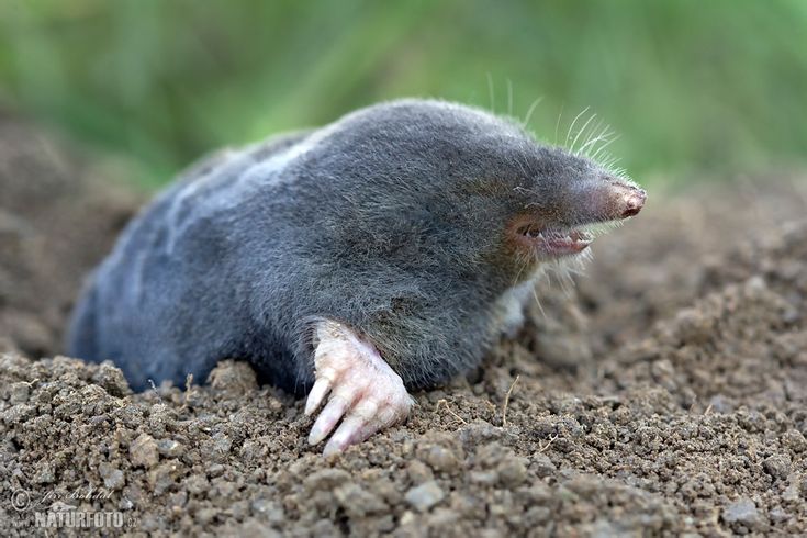 an animal that is laying down in the dirt with it's head sticking out