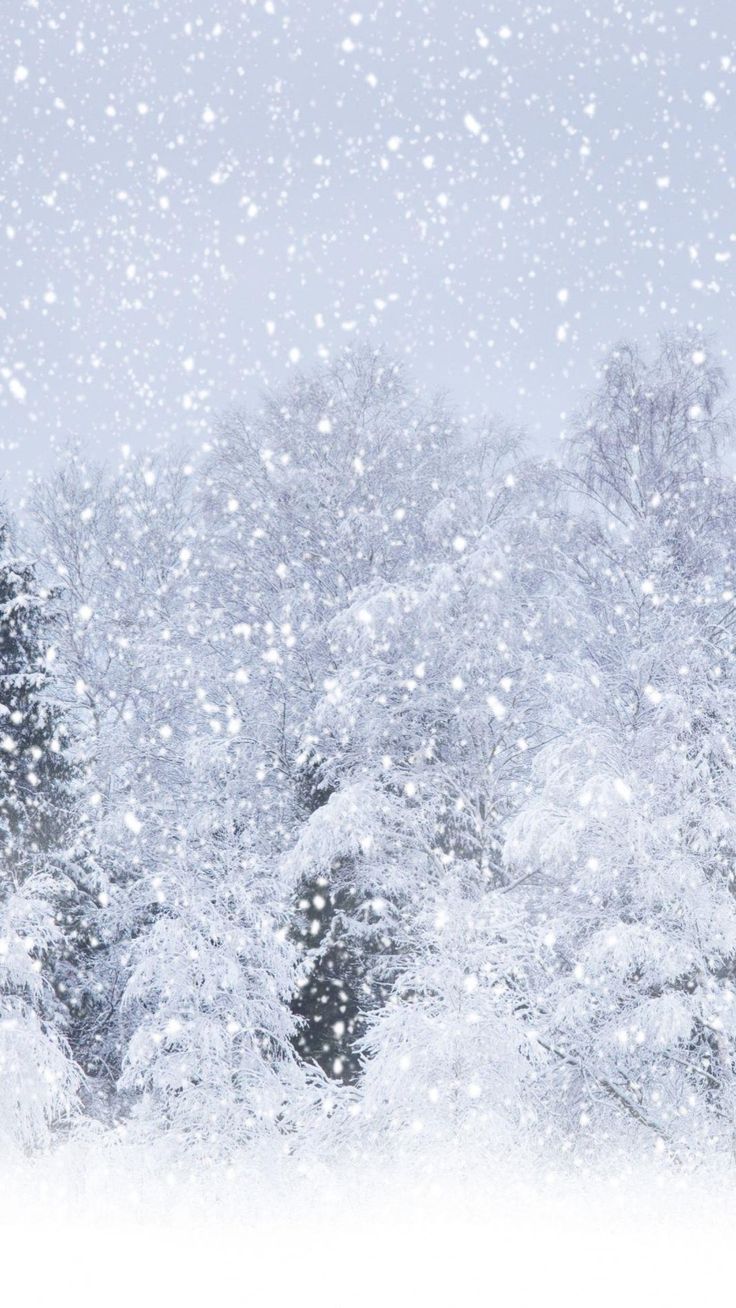 the snow is falling down on trees in the wintertime time, and it looks like they are covered with snow