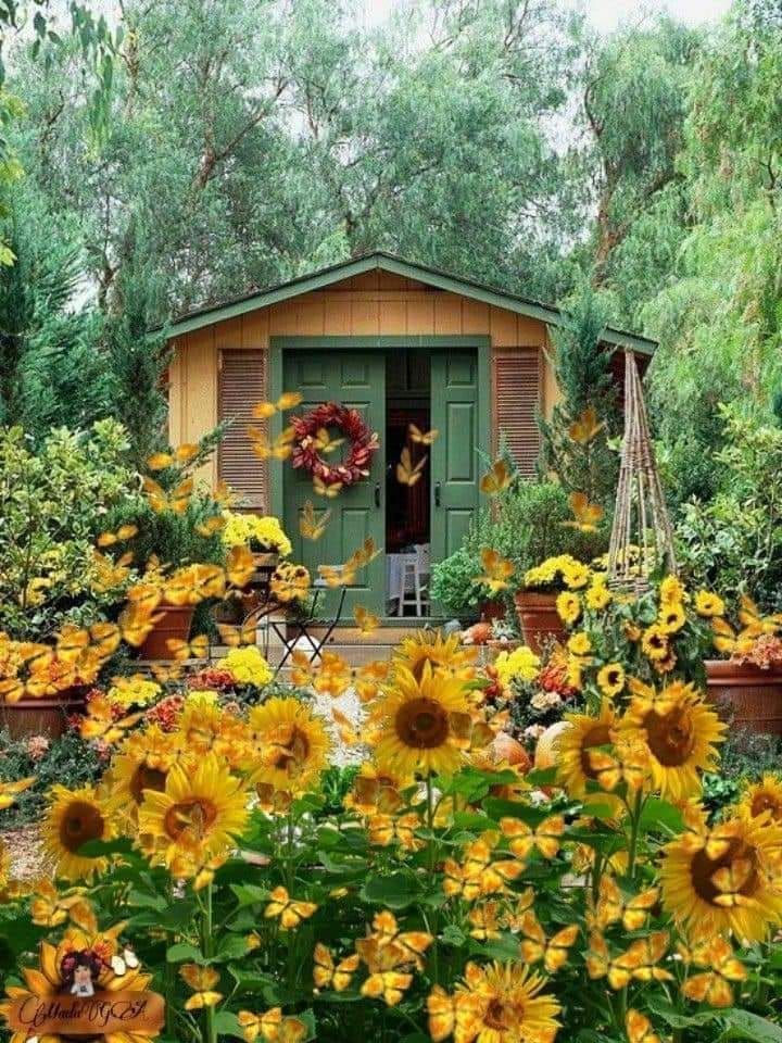 sunflowers are blooming in front of a small shed with green doors and windows