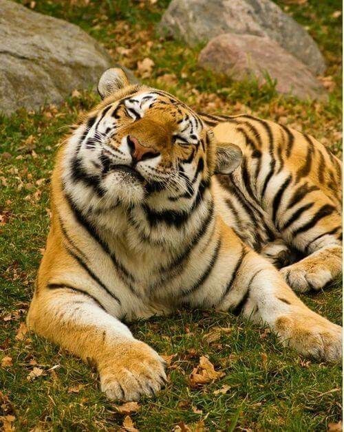 a tiger laying in the grass next to some rocks