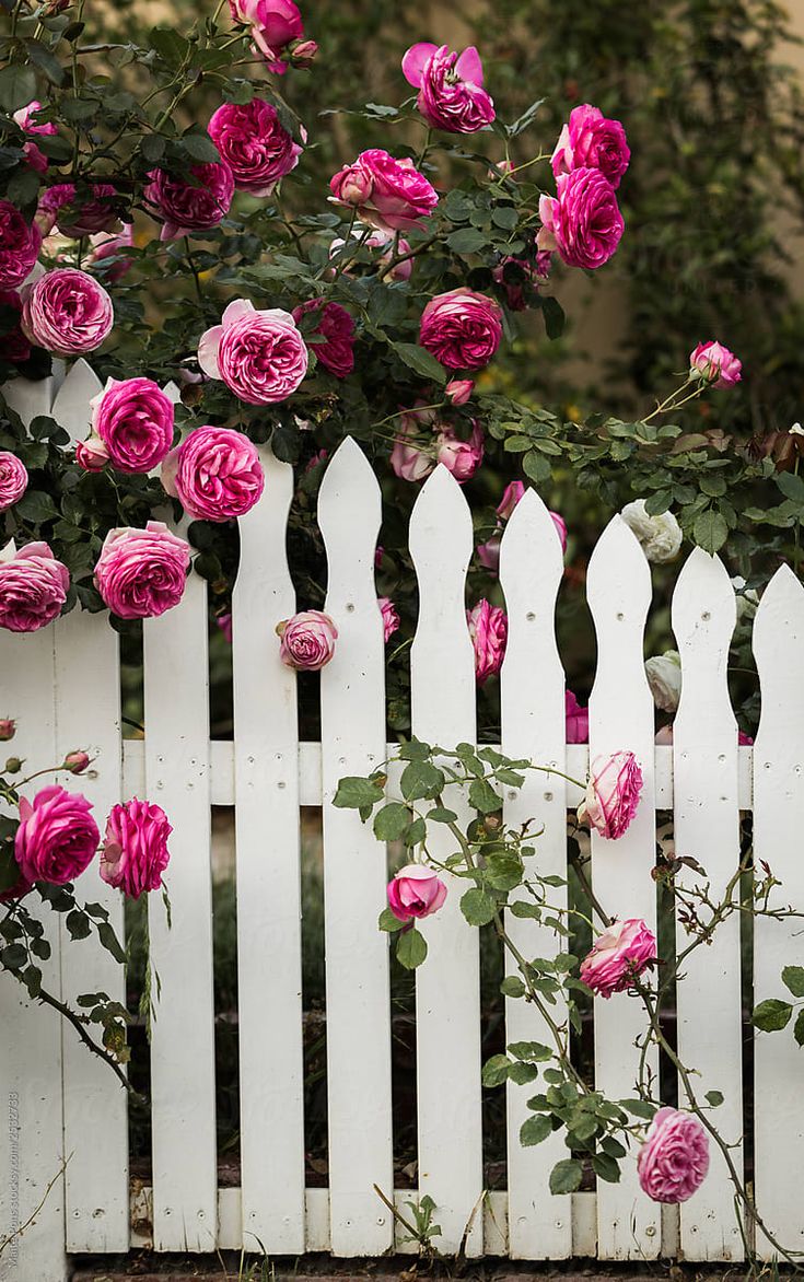 a white picket fence with pink roses growing on it