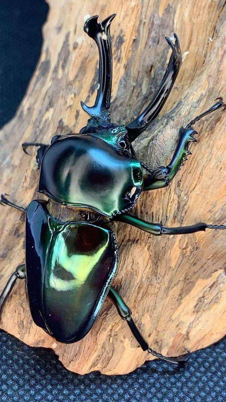 two black bugs sitting on top of a piece of wood