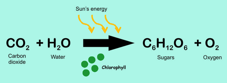 photosynthesis equation - This is so cool! I love science. Gcse Science Revision, Physics Wallah, Science Revision, I Love Science, Nitrogen Cycle, Functional Group, Chemical Equation, Biology Labs, Gcse Science