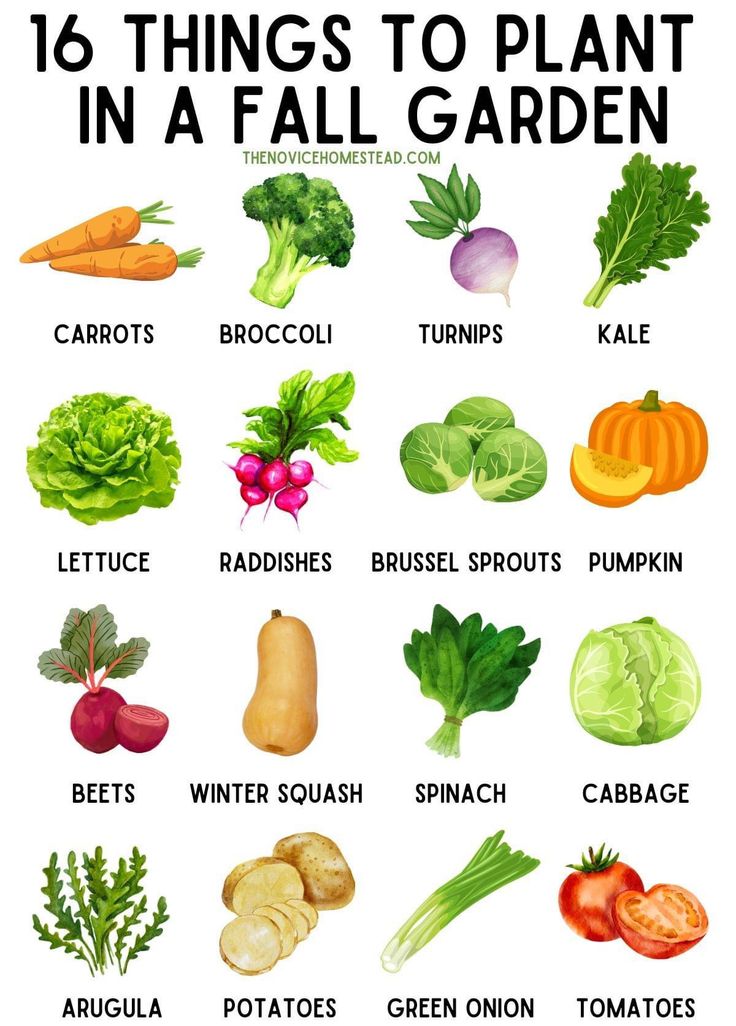 the 16 things to plant in a fall garden, including carrots, lettuce, radishes, turnips, spinach, cabbage and potatoes