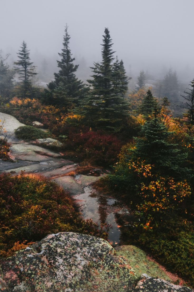 foggy day in the mountains with trees and rocks on either side, looking down at a stream