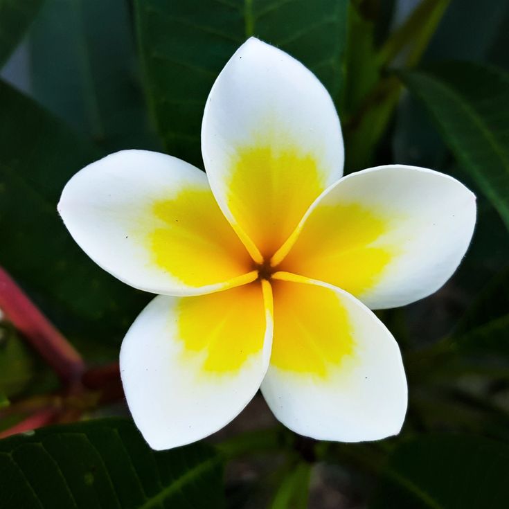 a white and yellow flower with green leaves