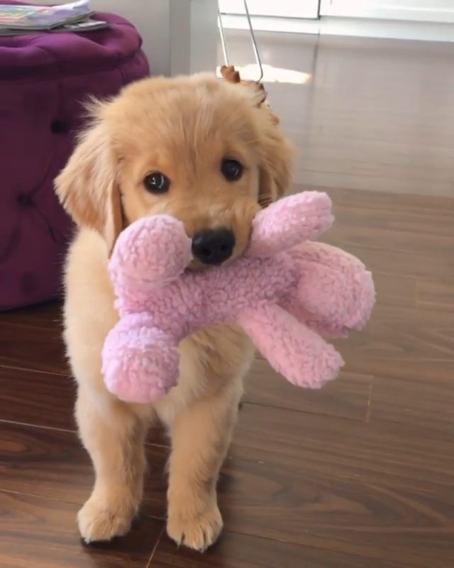 a puppy holding a pink stuffed animal in it's mouth while standing on the floor