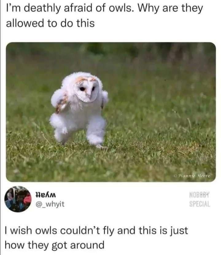 an owl is running through the grass