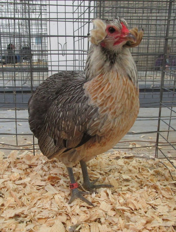 a chicken standing on top of wood shavings in a cage