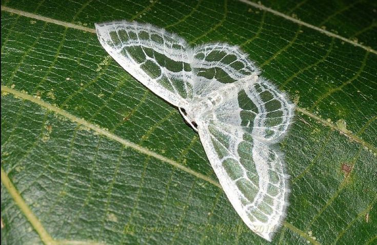 a white moth sitting on top of a green leaf