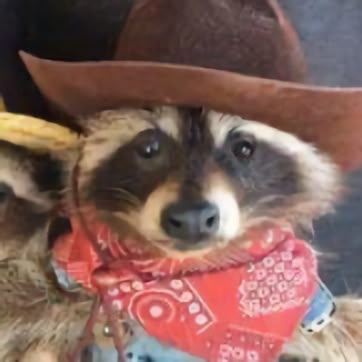 two racoons wearing hats and scarves on their heads, one with a cowboy hat