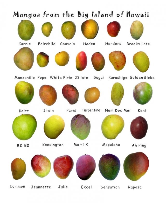 a bunch of different types of fruit on a white background with the names of them