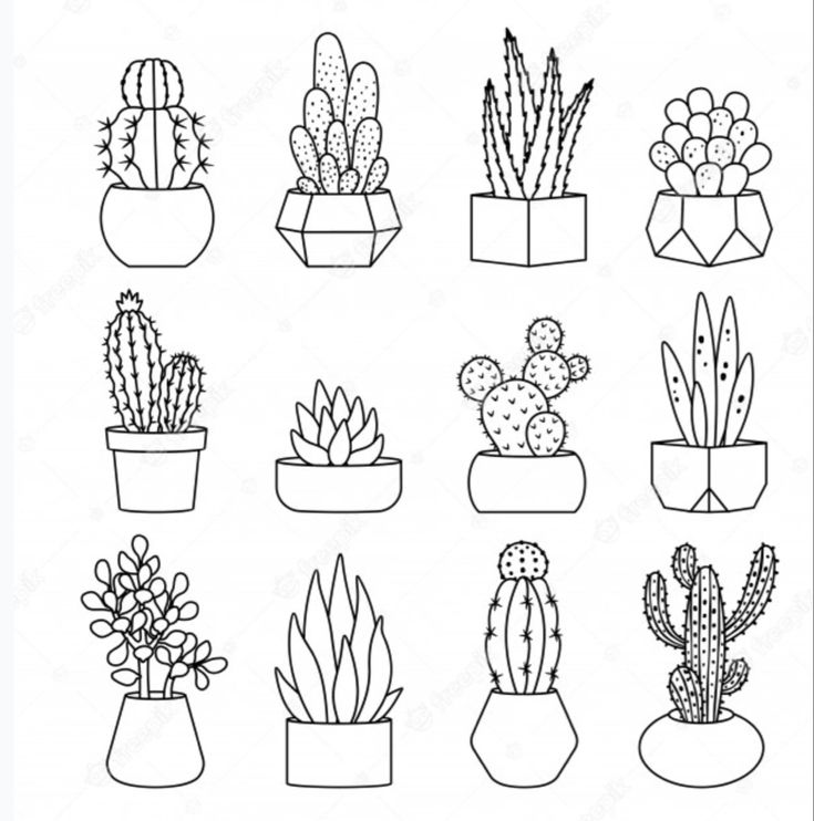 a set of different kinds of cactus in pots