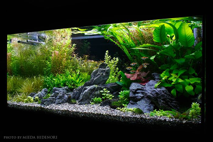 an aquarium filled with plants and rocks