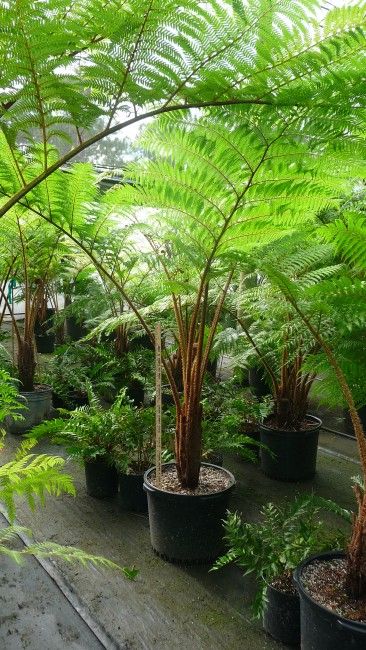 many potted plants are lined up on the ground in front of some trees and bushes