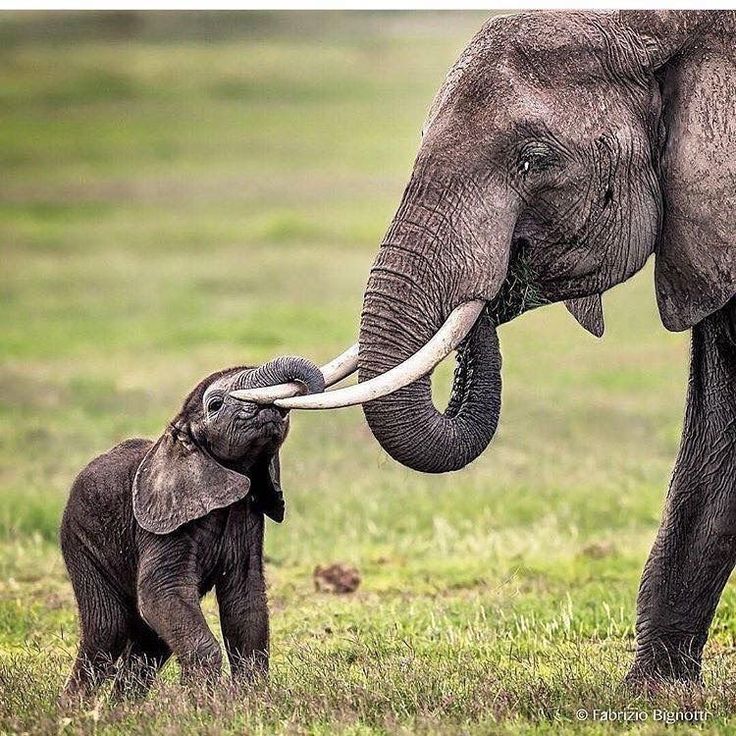 an adult elephant standing next to a baby elephant on top of a grass covered field