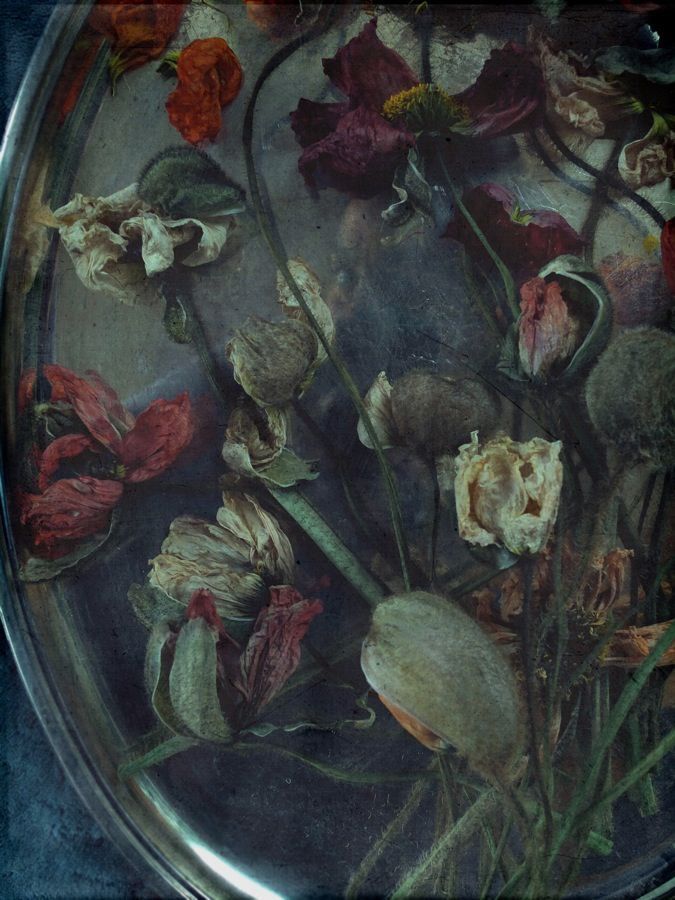 Ori Gersht, Dead Flowers, Skid Row, Photo Diary, Natural Forms, Flowers Photography, Pretty Flowers, Flower Power, Stew