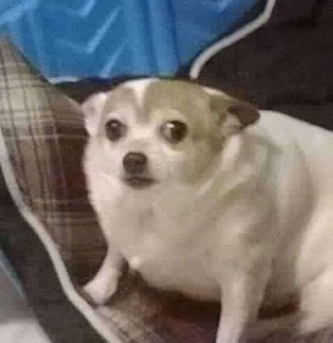 a small white dog sitting on top of a bed next to a pillow and blanket