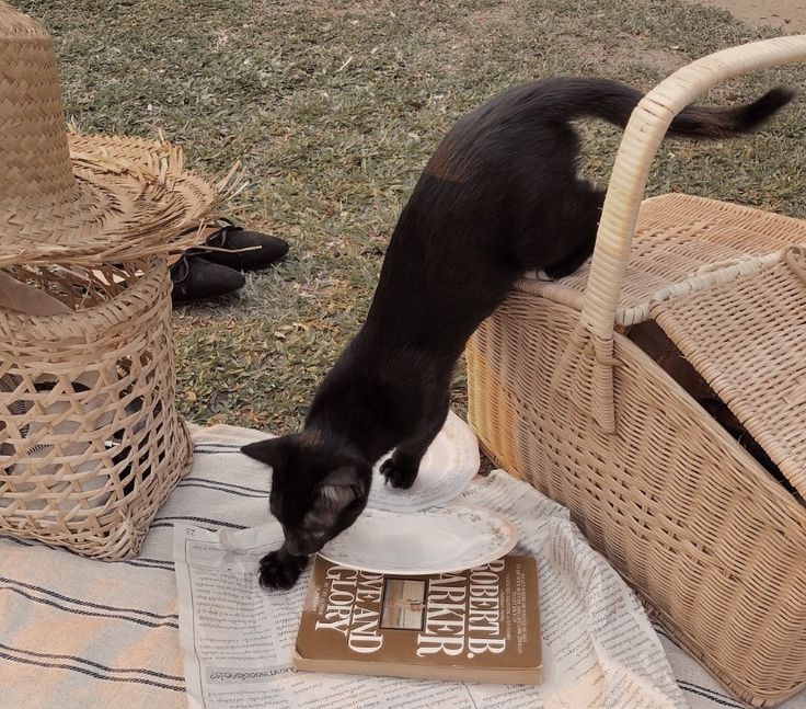 a black and white cat standing on top of a book next to a wicker basket