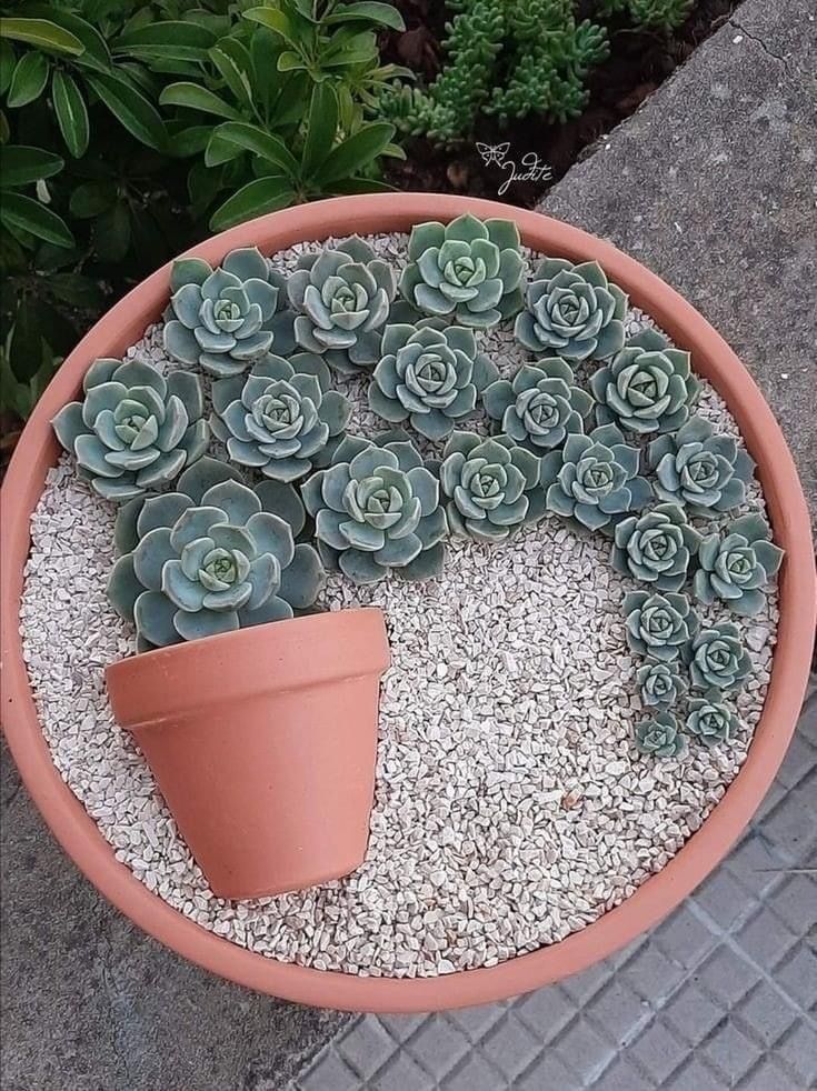 a potted plant with succulents in it sitting on the ground next to gravel