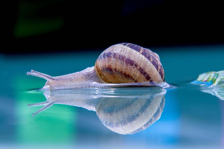 a snail is sitting on top of the water and looking at it's reflection