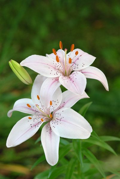 three white lilies are blooming in the grass