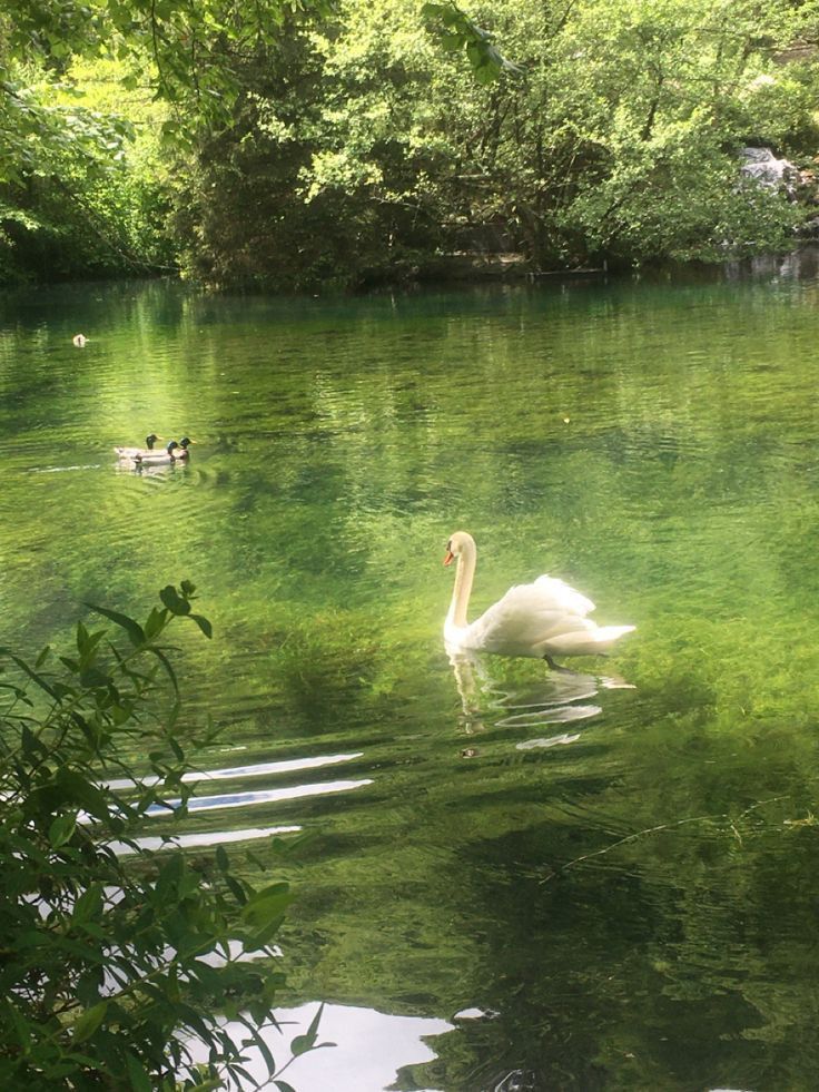 two swans swimming in the water near some trees