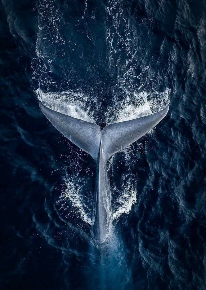 the tail of a humpback whale as seen from above