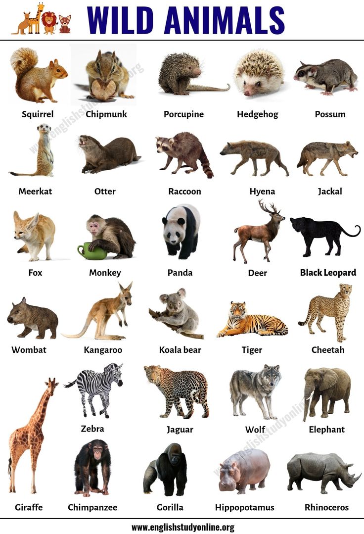 an animal chart with different types of wild animals