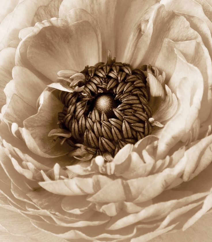 the center of a large white flower in sepia