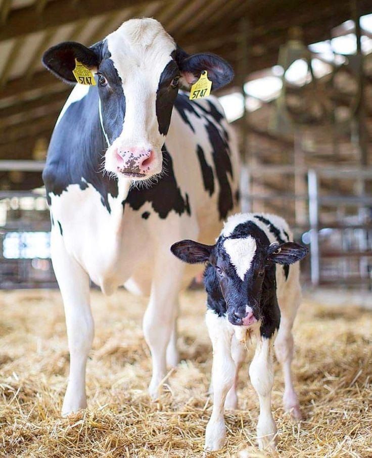 two black and white cows standing next to each other in hay covered barn area with yellow tags on their ears