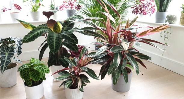 Kako se brinuti za kalateju Warscewiczii Calathea Warscewiczii, Stromanthe Sanguinea, Stromanthe Triostar, Calathea Plant, Prayer Plant, Smart Garden, Garden Guide, Orchid Care, Phalaenopsis Orchid