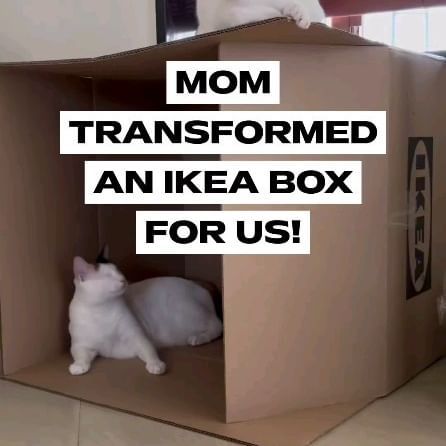 two cats sitting in a cardboard box with the words mom transformed an ikea box for us