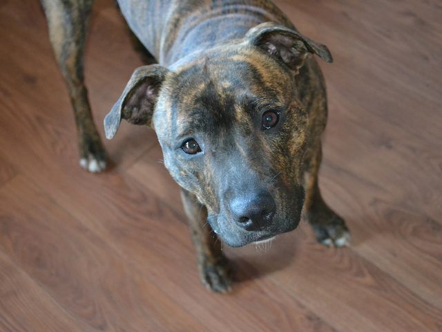 a brown dog standing on top of a wooden floor