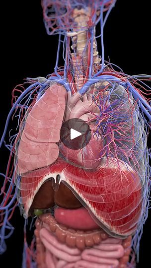 an image of the human body with blood vessels in it's heart and lungs