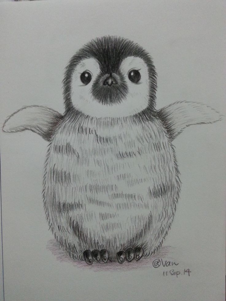 a pencil drawing of a penguin sitting on its hind legs and looking at the camera