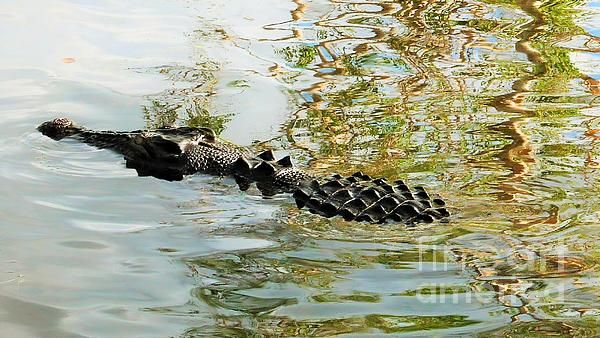 an alligator is swimming in the water with its head above the water's surface