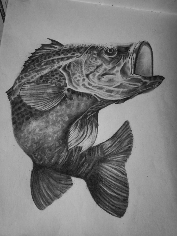 a pencil drawing of a fish with its mouth open and it's teeth out