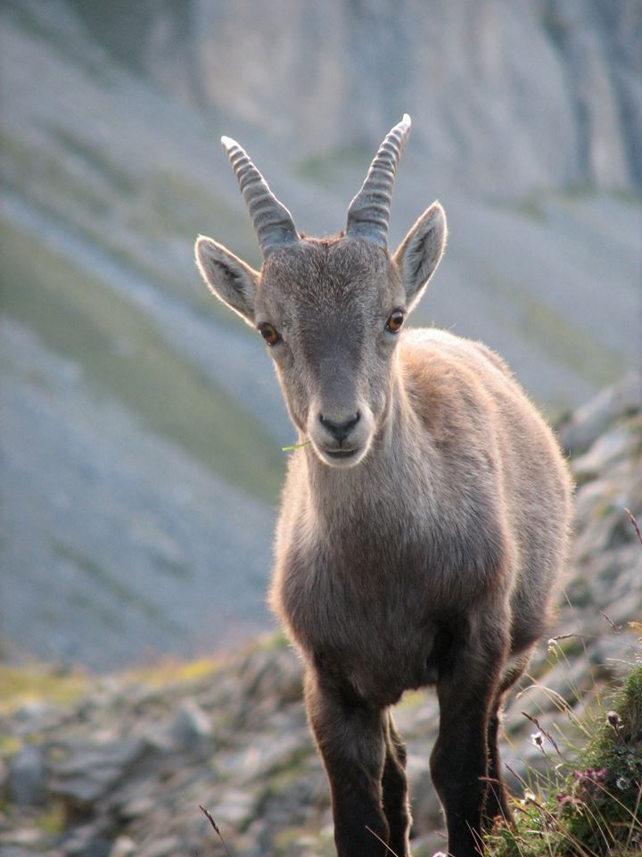 a mountain goat standing on top of a grass covered hillside