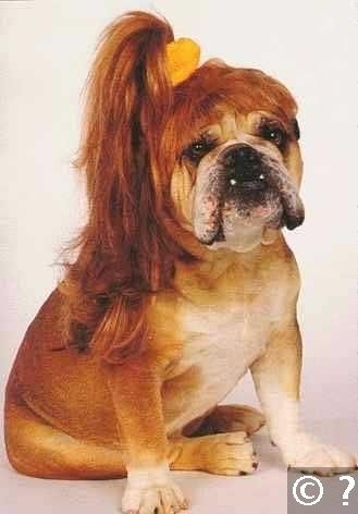 a dog with long red hair and a ponytail sitting in front of a white background