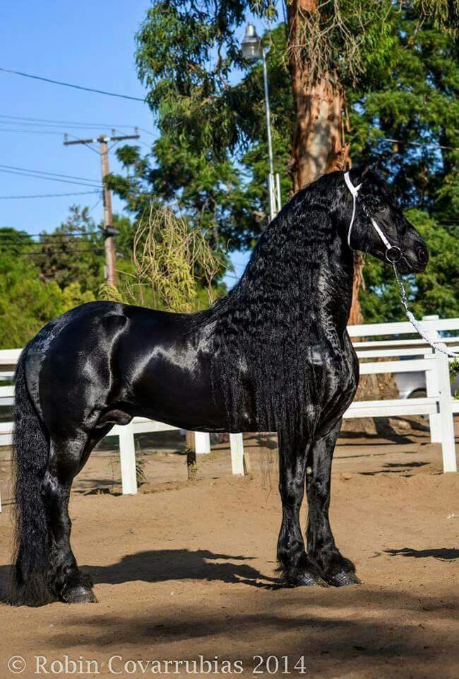 a black horse standing on top of a dirt field next to a white fence and trees