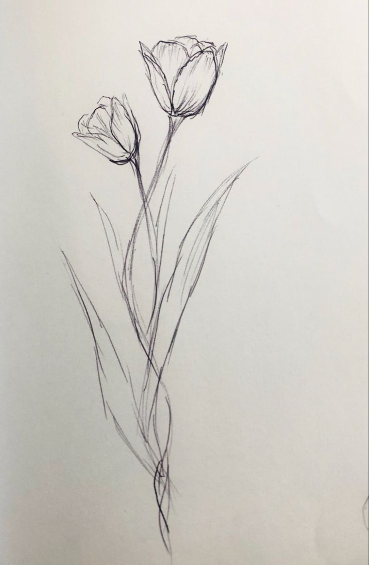 a pencil drawing of two flowers on a sheet of paper