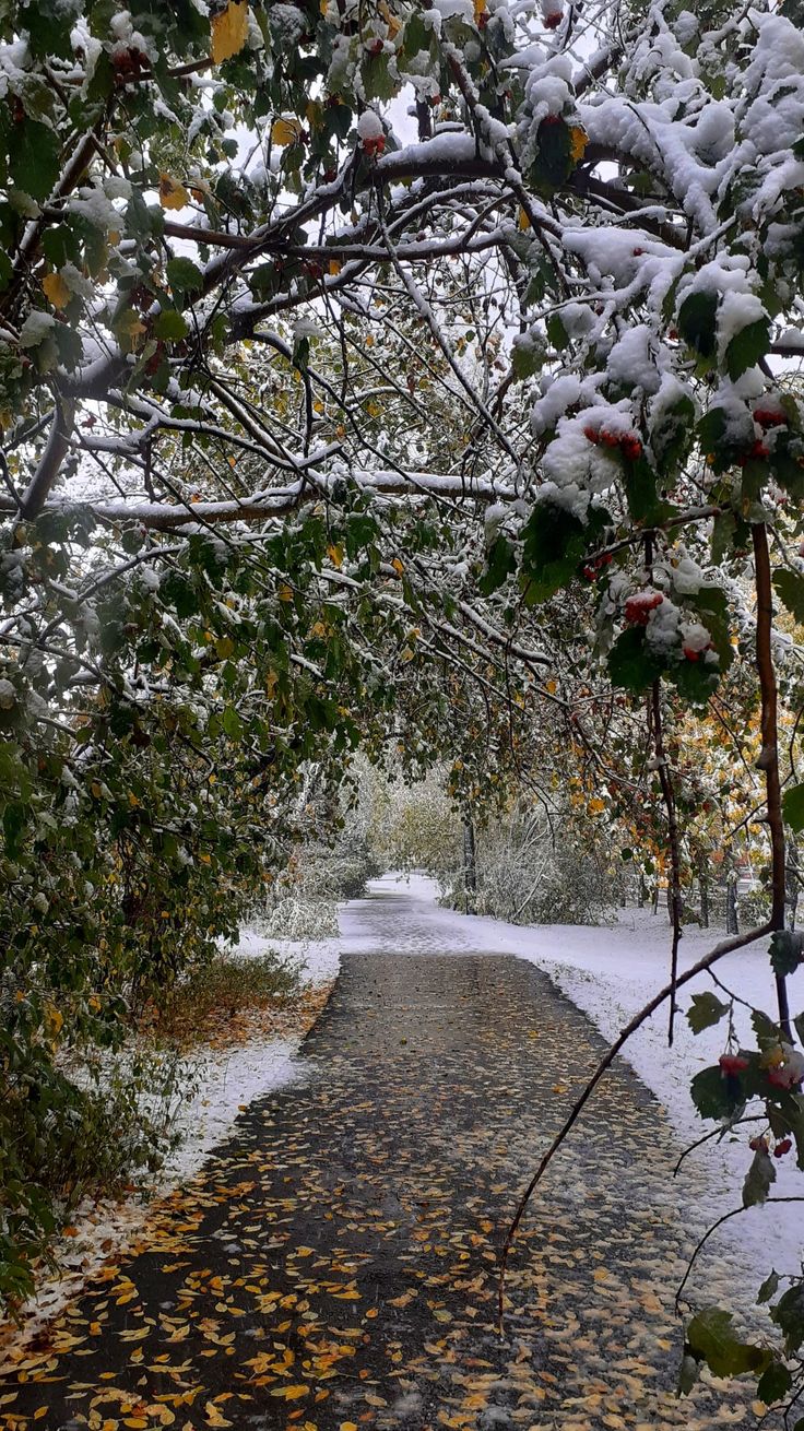 the path is covered in snow and leaves