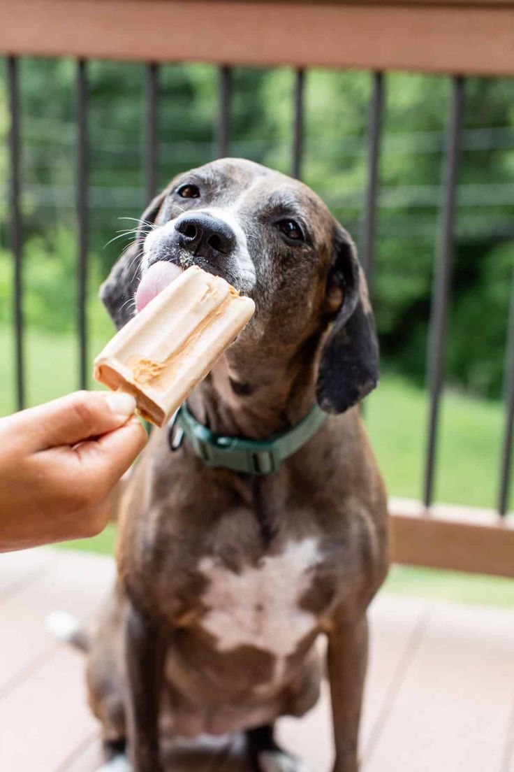 a dog sitting on the porch eating an ice cream popsicle with his owner's hand