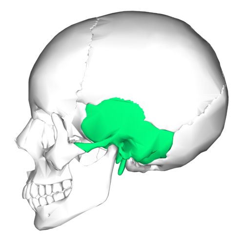 the skull is shown with green paint on it